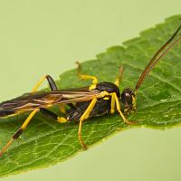 Ichneumon Wasp - Amblyteles armatorius 